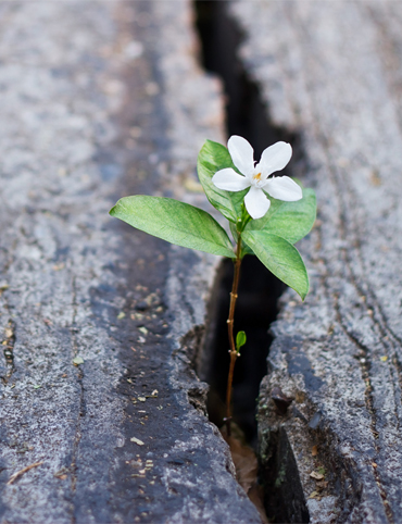 Reviving Hope Counseling & Psychotherapy